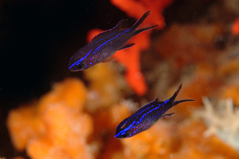 juvenile Chromis chromis